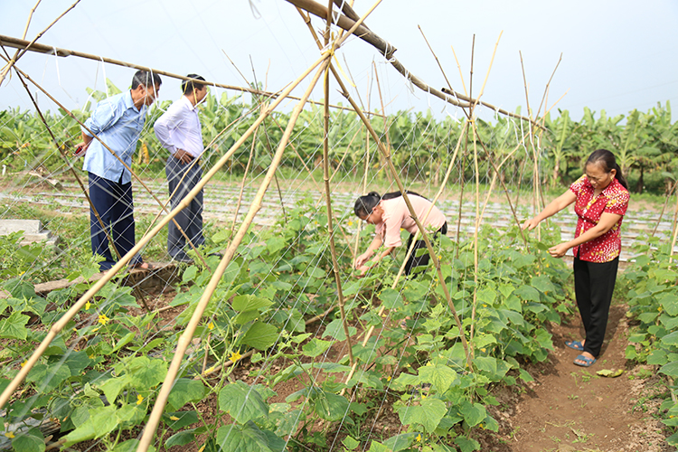 Cà Mau hỗ trợ phát triển mô hình hợp tác xã kiểu mới  Xã hội  Báo ảnh Dân  tộc và Miền núi